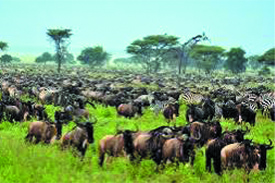 Flamingos at Lake Manyara National Park