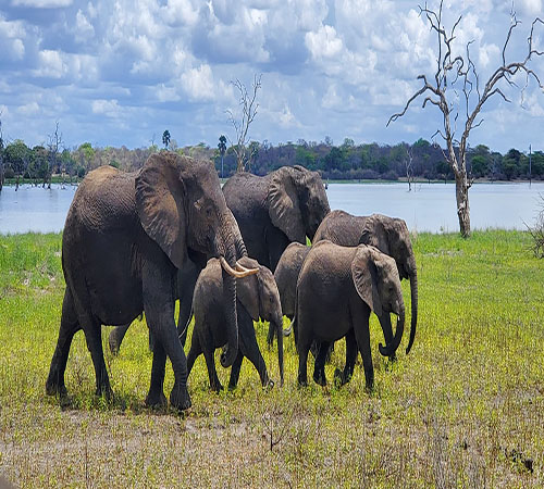 Elephants in Tarangire