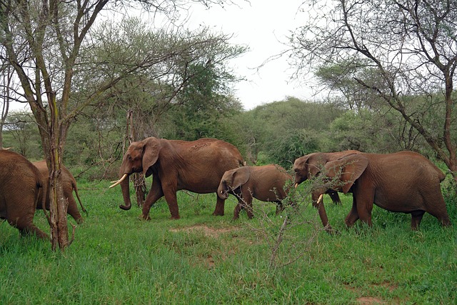 Elephants in Mkomazi National Park with Kilimanjaro backdrop