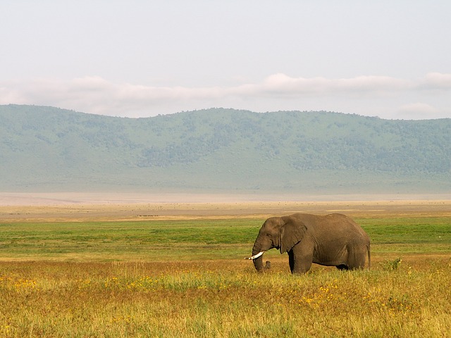 Elephants in Tarangire
