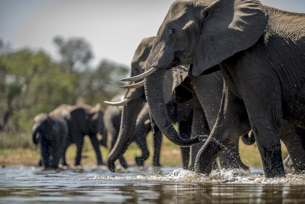 Elephants in Tarangire with baobabs