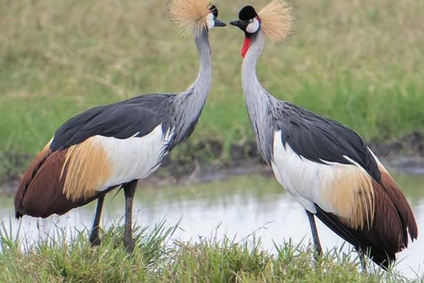 Flamingos at Lake Manyara