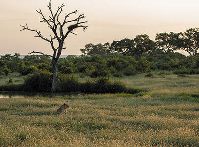 Forest trekking in Gombe