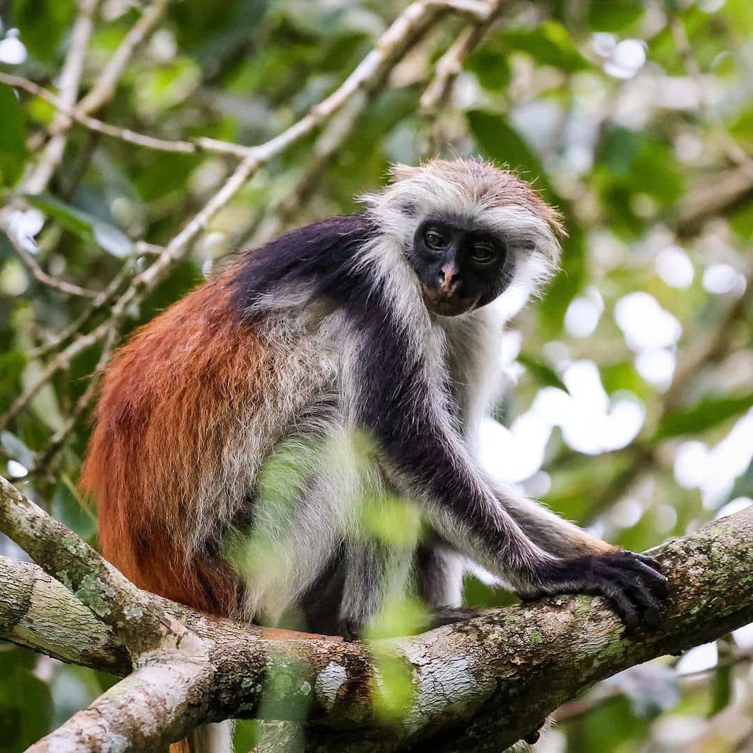 Chimpanzees in Gombe National Park