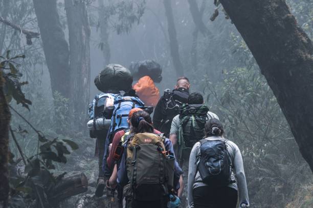 Forest trail on the lower Lemosho Route