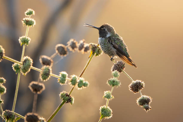 Elephants in Tarangire