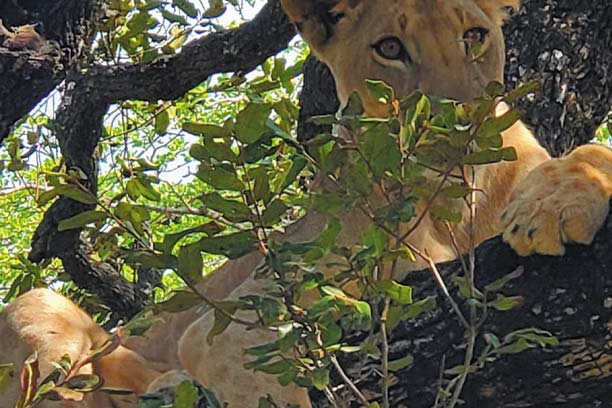 Elephants in Tarangire Park