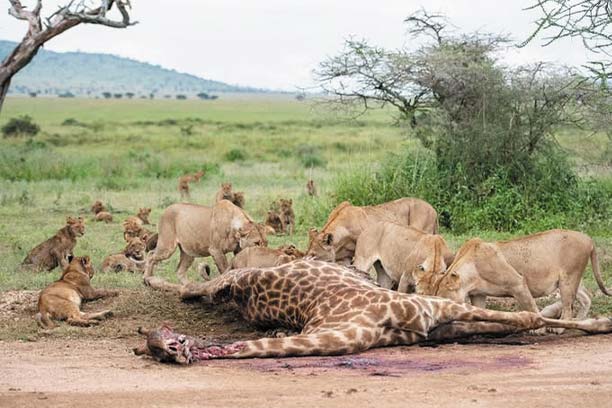 Beach and wildlife safari