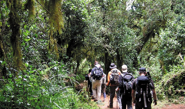 Start of the trek at Marangu Gate through rainforest