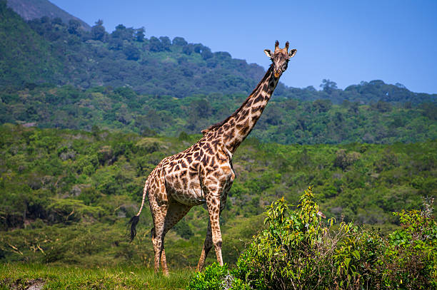 Safari in Arusha National Park