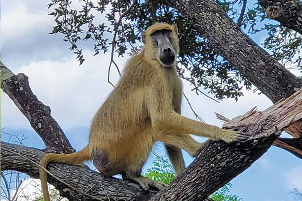 Game drive in Mikumi