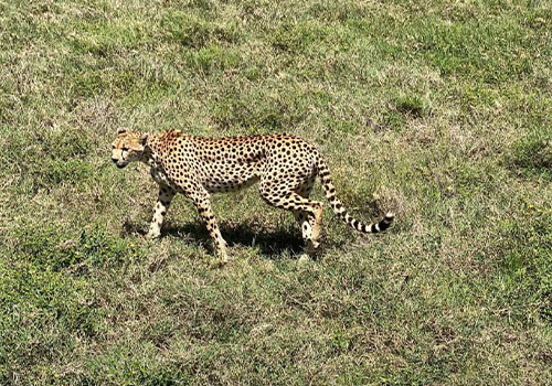Ngorongoro Crater view