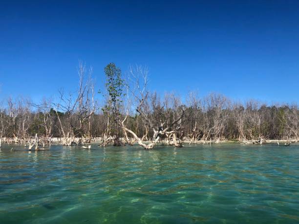Lake Manyara flamingos