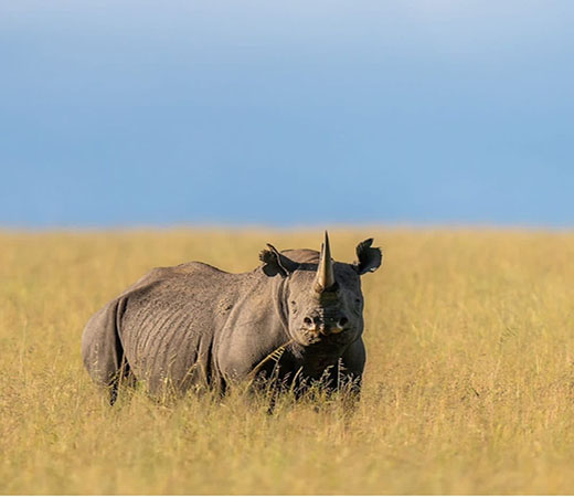 Safari jeep in Serengeti National Park