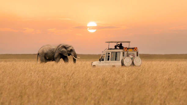 Elephants in Mikumi National Park