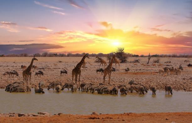 Best time to visit Ndutu and Serengeti