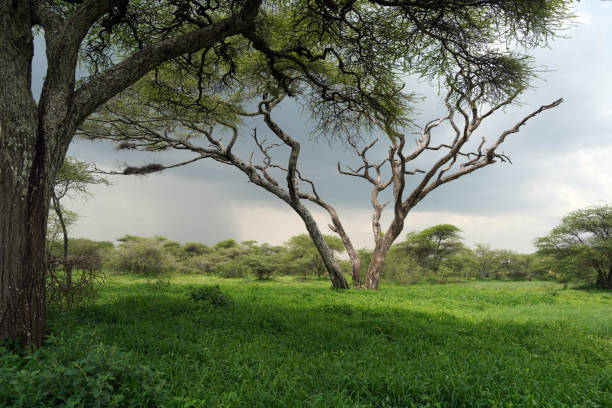 Baobab trees in Tarangire