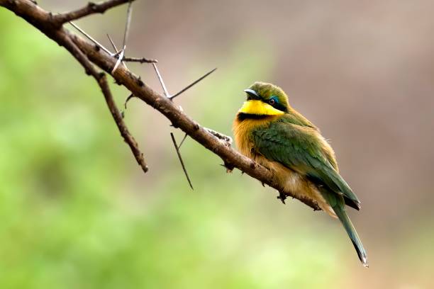 Wildebeest Into the reserve
