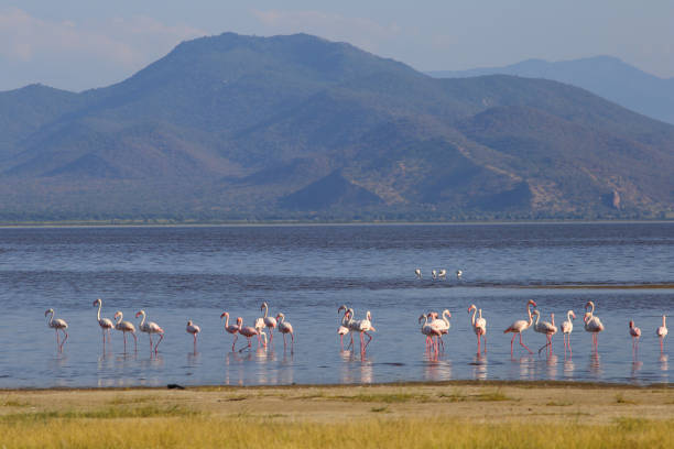 Flamingos at Lake Manyara