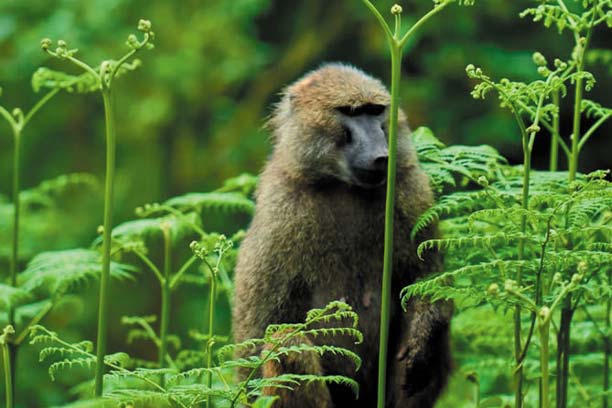 Baboons in Manyara forest