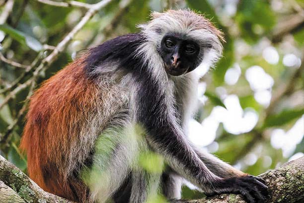 Mangrove boardwalk in Jozani Forest
