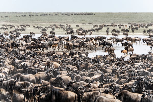 Ndutu Migration Safari