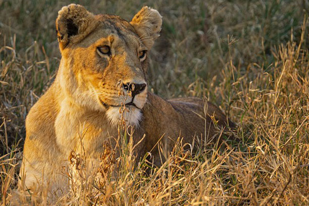 Lions in Serengeti