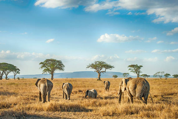 many animals